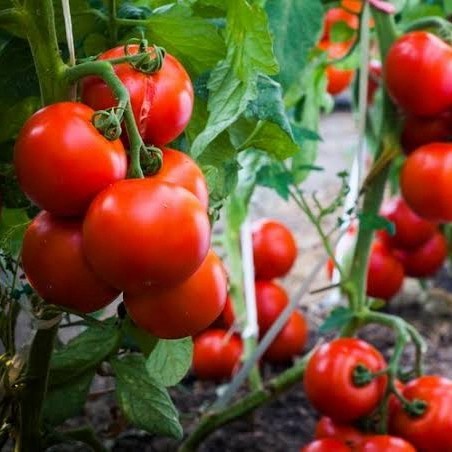 Bibit Tanaman Buah Tomat Merah - Bibit Tanaman Tomat Sayur