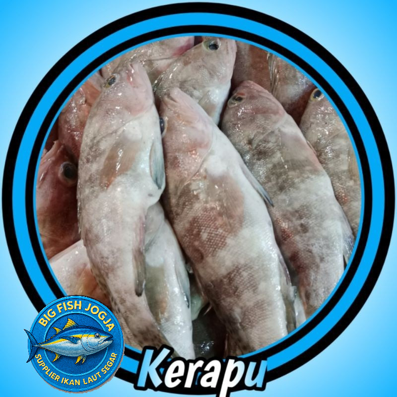 

IKAN KERAPU SEGAR 1kg