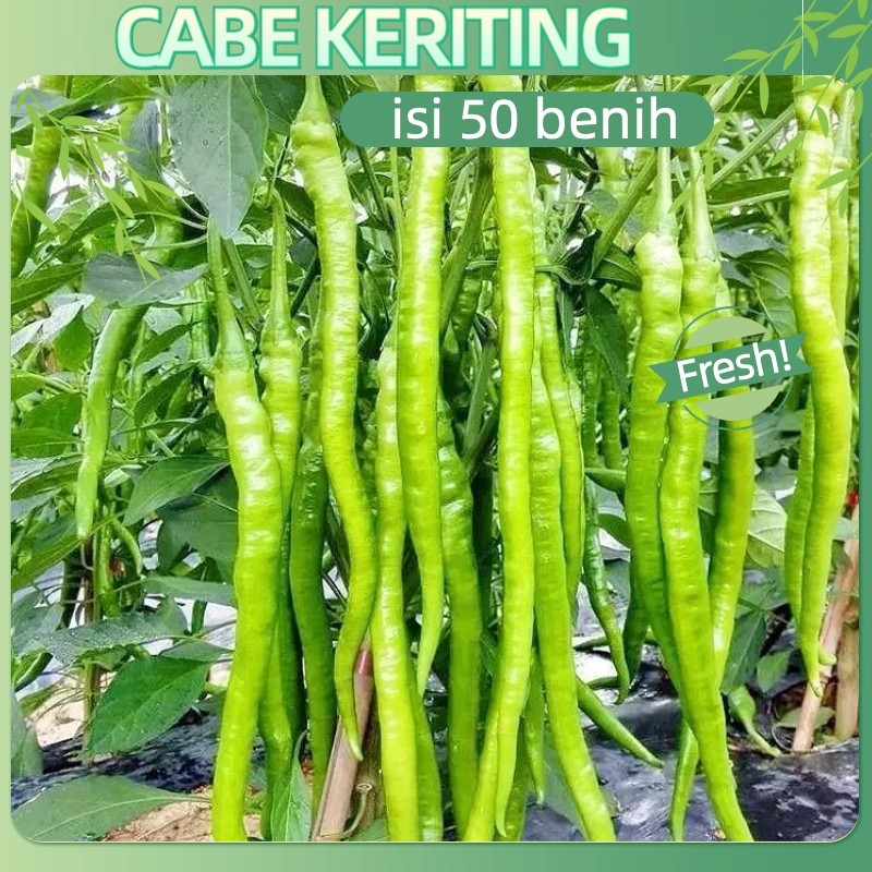 Potensi Tumbuh 95%{50 Biji} Long pepper seed Benih Cabe Keriting CMK AKAR Repack Tahan Virus Gemini 