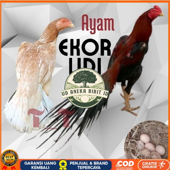 

telur ayam ekor lidi asli original bisa untuk di tetaskan UD ANEKA BIBIT ID