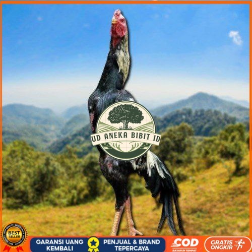 

telur ayam shamo eropa ori bisa untuk di tetaskan UD ANEKA BIBIT ID