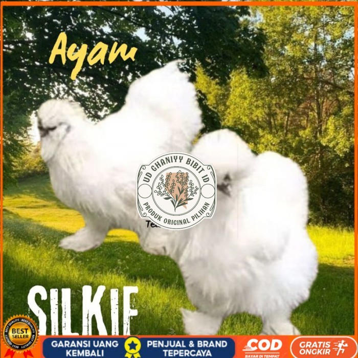

telur ayam silkie original bisa untuk di tetaskan original berkualitas UD GHANIYY BIBIT ID