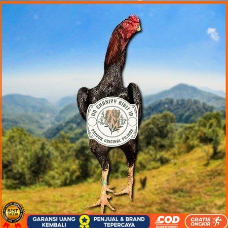 

telur ayam shamo eropa ori petarung bisa untuk di tetaskan UD GHANIYY BIBIT ID