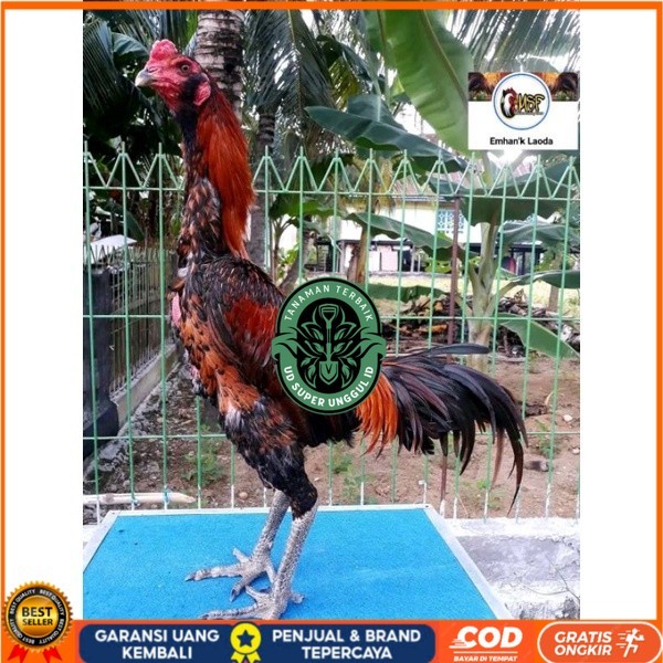 

telur tetas ayam khoyngon original berkualitas UD_SUPER_UNGGUL_ID
