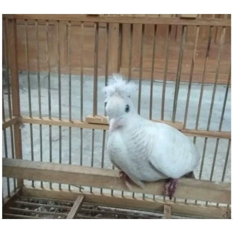 PERKUTUT PUTIH/HITAM KATURANGGAN SONGGO RATU