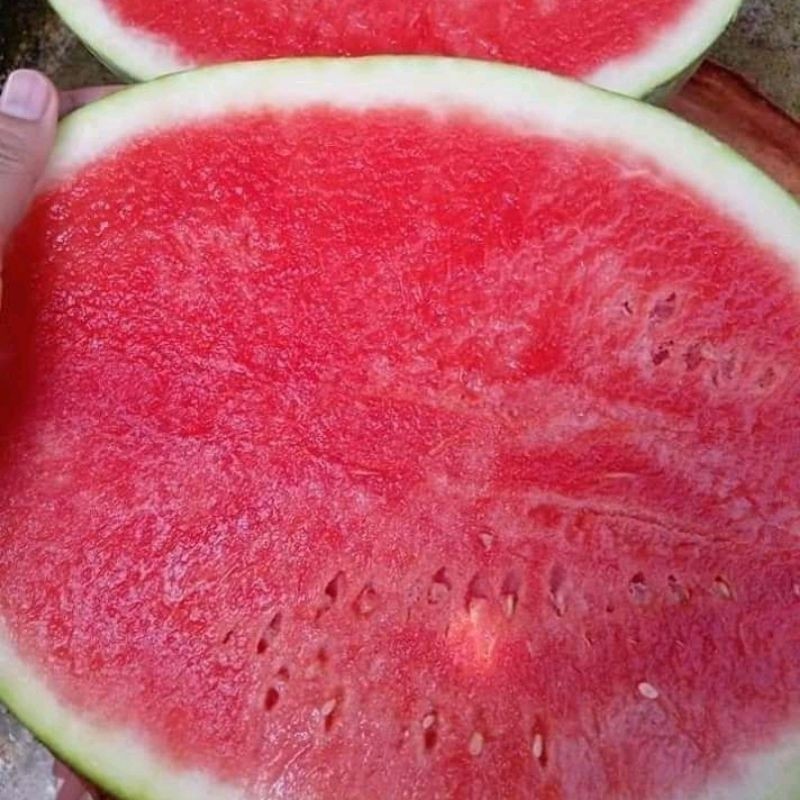 

READY! RIPACK! 50 biji semangka merah super non biji