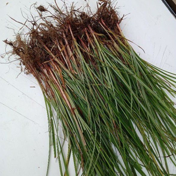 

Cod Rumput teki 250 gram segar '