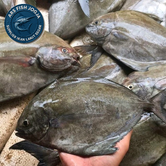 

IKAN BAWAL LAUT FRESH 500 GRAM