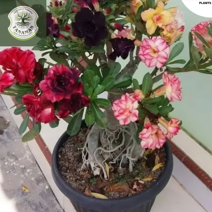 ADENIUM KAMBOJA JEPANG BUNGA TUMPUK//4 WARNA NEW