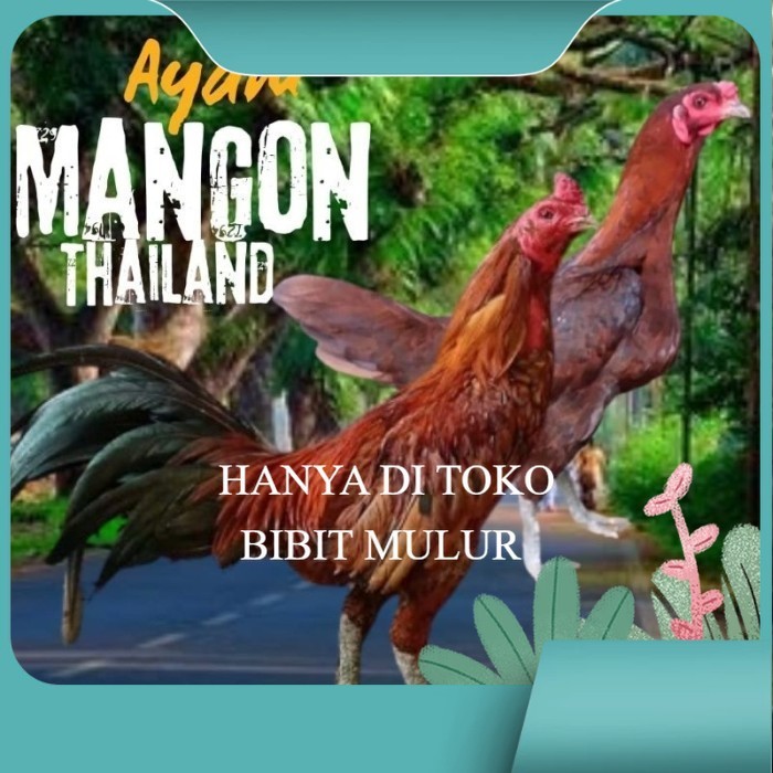 

telur ayam mangon Ori Thailand petarung bisa untuk di tetaskan original berkualitas