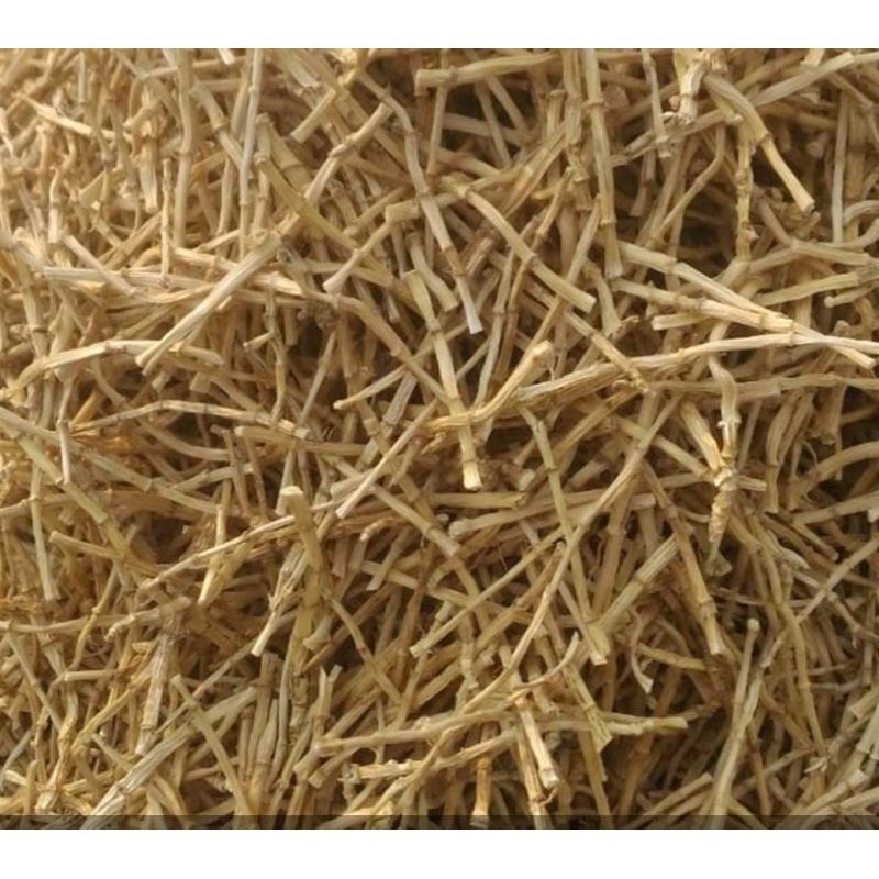 

Akar Alang Alang kering