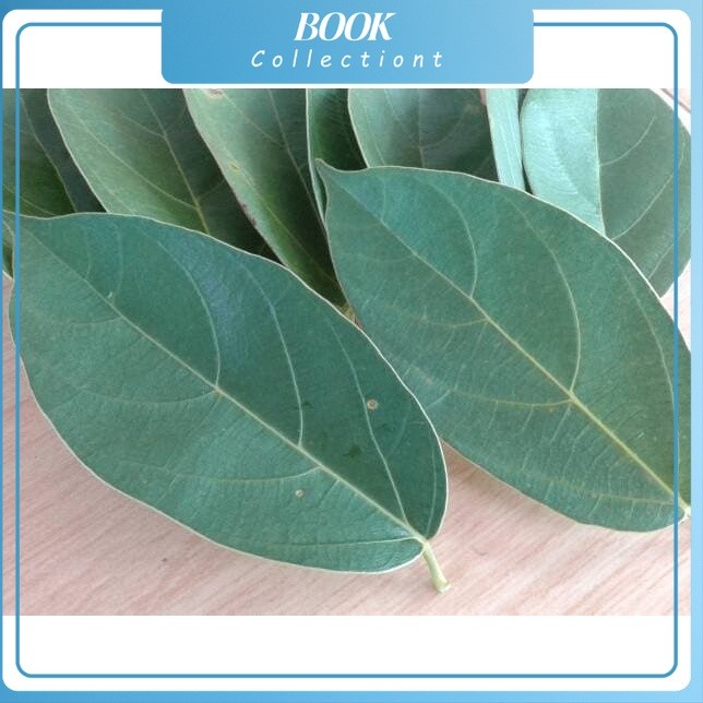 

New Promo Daun Cincau Segar per helai Murah Hijau Langsung Petik COD COD