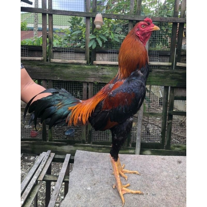 

JUAL TELUR AYAM BANGKOK PAKOY ORI PAKET 2 BUTIR