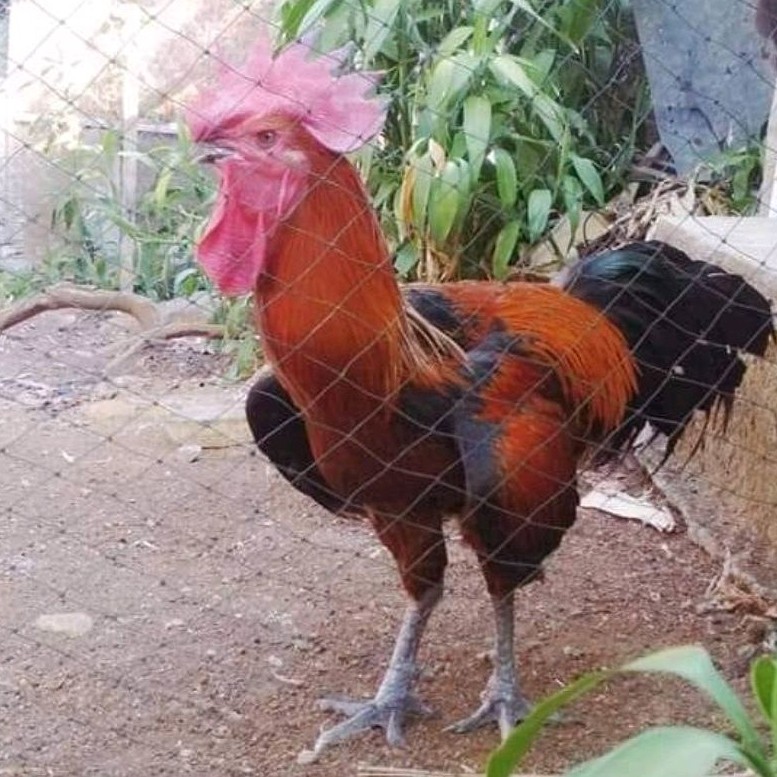 

Telur Ayam Pelung Bulu Merah Untuk Ditetaskan Fertil