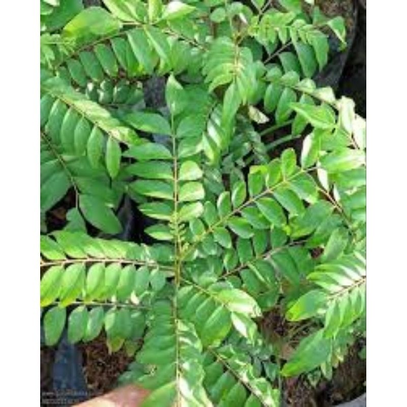 

IMRON PRIBADI Paket 250 Gram DAUN KARE SALAM KOJA Penyedap Masakan Rasa Kare Ayam