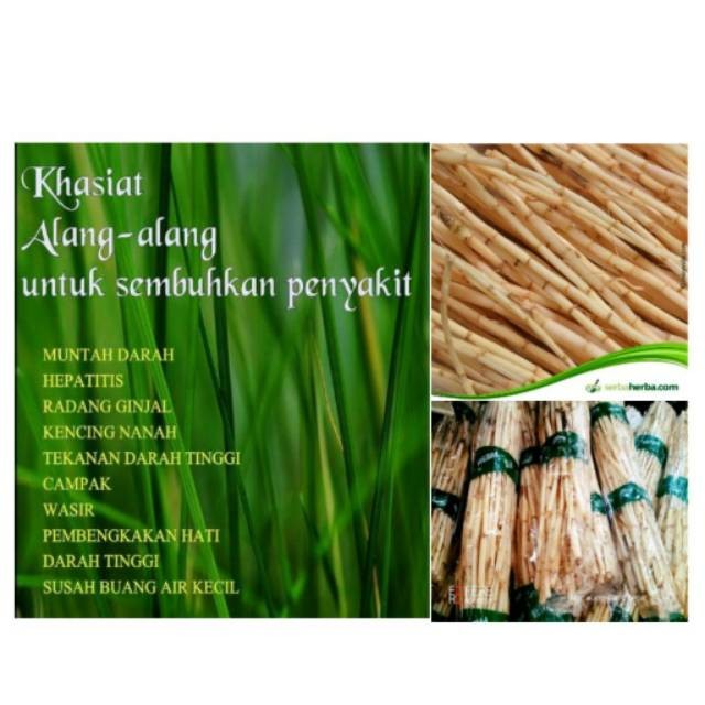 

Akar alang alang segar 250ram akar ilalang/eurih organik alangalang siap ambil ke kebun