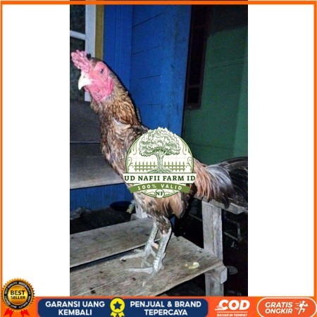 

ayam bulbi tampar tampar telur fertill terbaru original berkualitas UD NAFII FARM ID