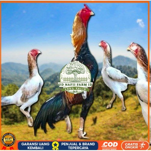 

telur ayam shamo ori super garansi UD NAFII FARM ID