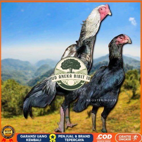 

telur tetas ayam shamo tarung valid super garansi UD ANEKA BIBIT ID