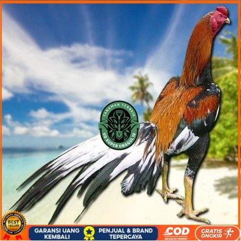 

telur ayam bangkok petarung bisa untuk di tetaskan UD_SUPER_UNGGUL_ID