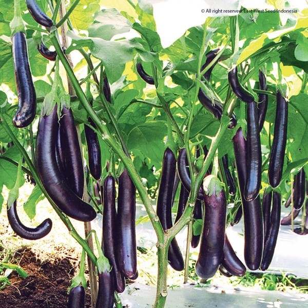 

sayur terong segar 100gr kirim instant