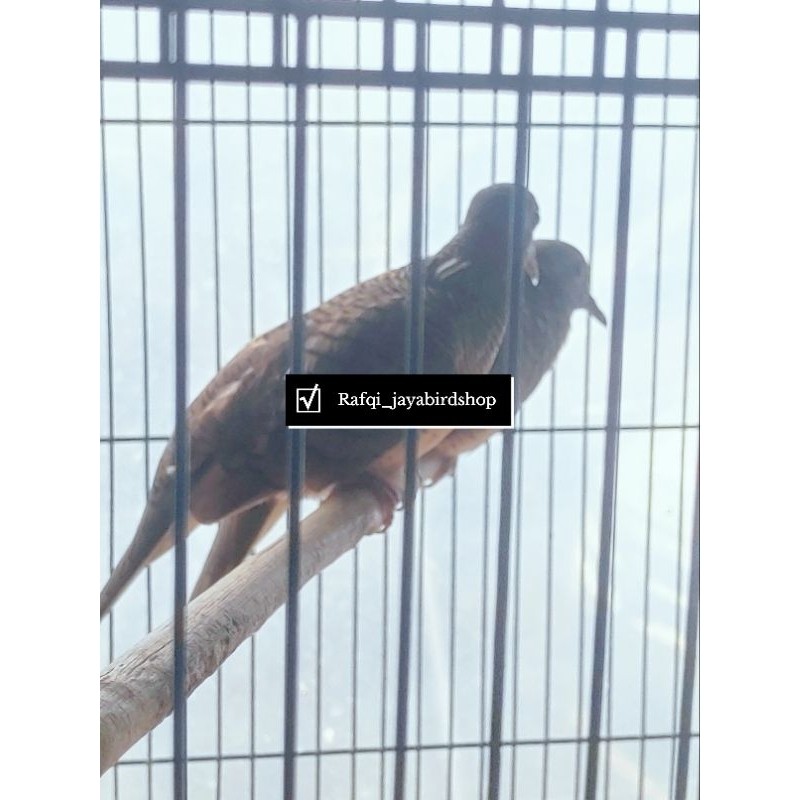 BURUNG PERKUTUT BANGKOK SEPASANG SEJODOH ( ring Altis )