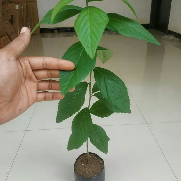 Bibit sidaguri jantan - biibit tanaman sidaguri   Rege_Herbal