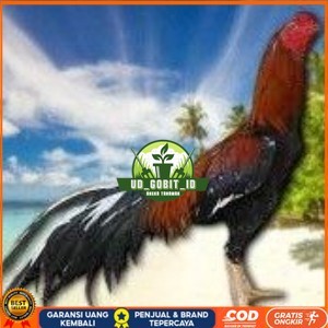

telur ayam bangkok original untuk di tetaskan UD_GOBIT_ID