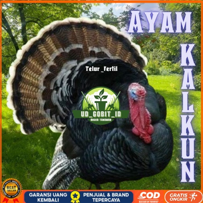 

telur ayam kalkun untuk ditetaskan original berkualitas UD_GOBIT_ID