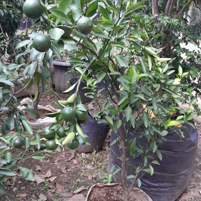 jeruk santang madu asli berbuah