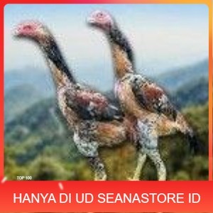 

telur tetas ayam shamo super berkualitas unggul UD SEANASTORE ID