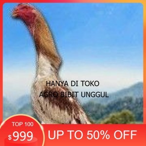 

TELUR SHAMO ORI JAPAN (TERLARIS) agro.bibit.unggul