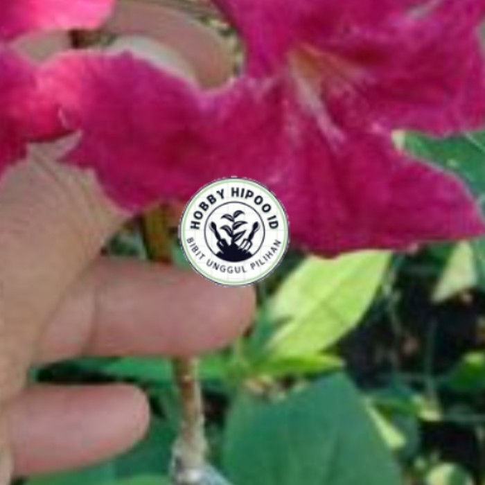 bibit bunga tabebuya/lagenta merah okulasian Hobby Hipoo ID