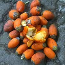 

BUAH JAMBE TUA ORIGINAL | BUAH PINANG TUA KUNING UTUH 1kg