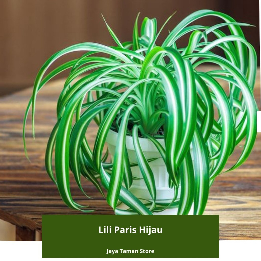Promo COD Tanaman Hias Lili Paris Hijau - Lili Paris Pembersih Udara