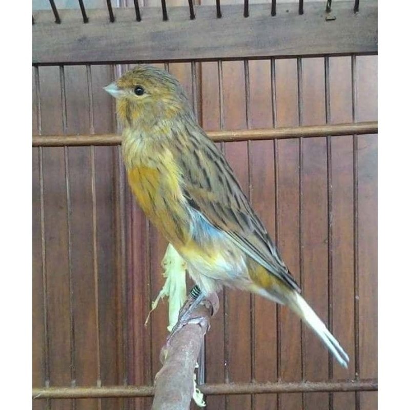 KENARI LOPER GACORAN MULUS