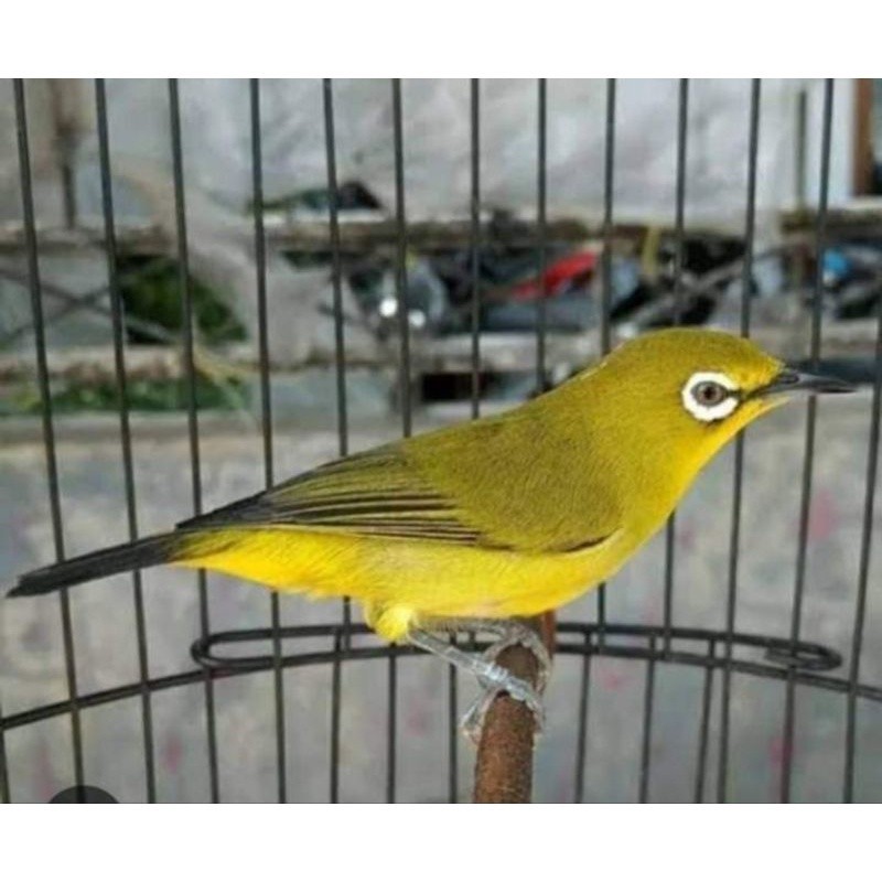 PLECI PACITAN PILIHAN JANTAN