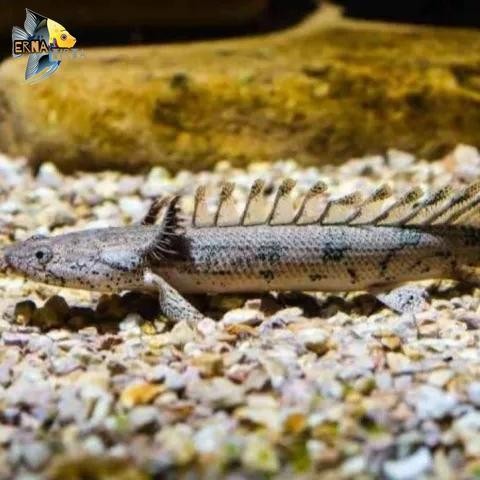 Palmas endlicheri sz 10-13 cm