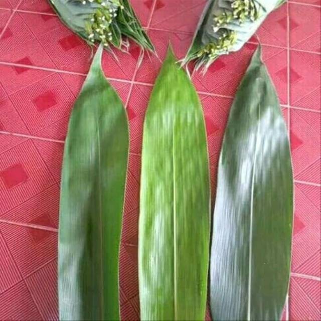

| BEST SELLER Readyy Daun bambu jumbo segar 500gram siap petik . |