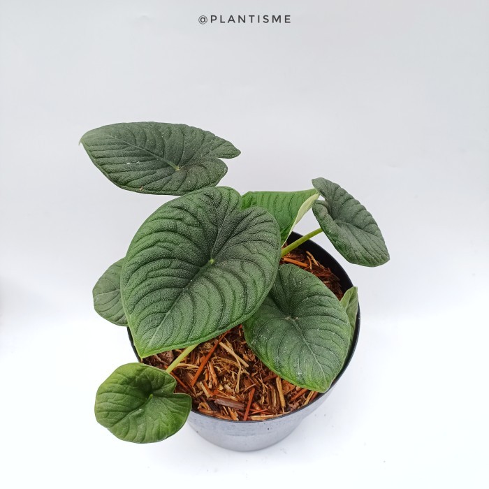 Tanaman Hias - Melo Badak Alocasia