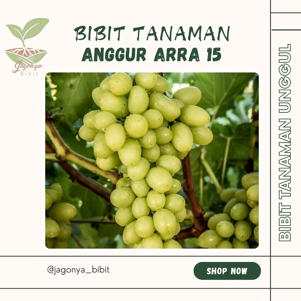 

Bibit anggur impor arra 15 tanaman hidup hasil grafting
