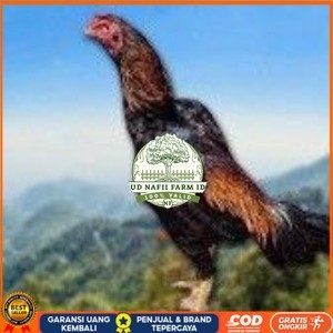 

telur ayam shamo original pilihan berkualitas UD NAFII FARM ID