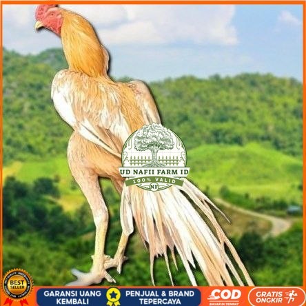 

telur ayam ekor lidi original bisa untuk di tetaskan super UD NAFII FARM ID