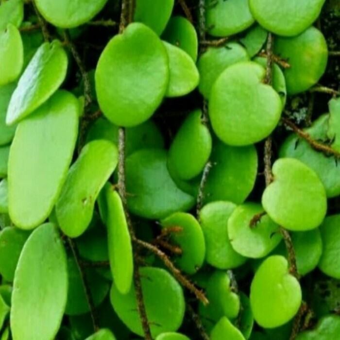 

DAUN SISIK NAGA | PICISAN SEGAR 100 GRAM