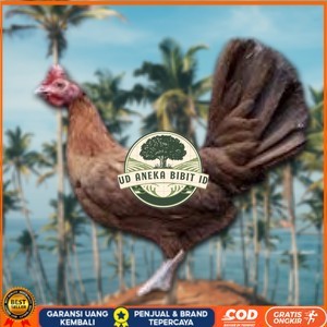 

telur ayam philipin import AK47 bisa untuk di tetaskan UD ANEKA BIBIT ID