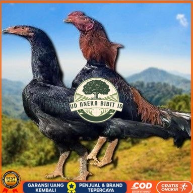 

telur ayam shamo jepang ori aduan bisa untuk di tetaskan UD ANEKA BIBIT ID