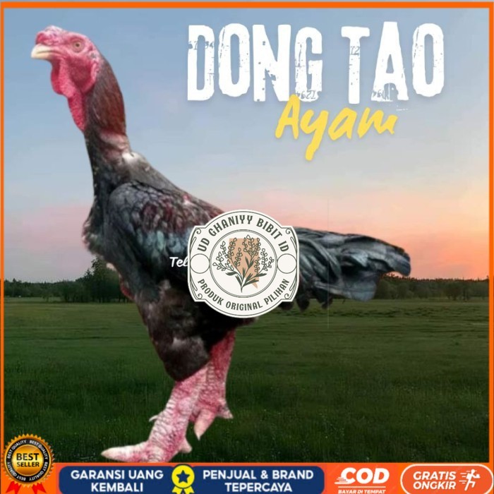 

telur ayam dong tao Vietnam ori bisa untuk di tetaskan original berkualitas UD GHANIYY BIBIT ID