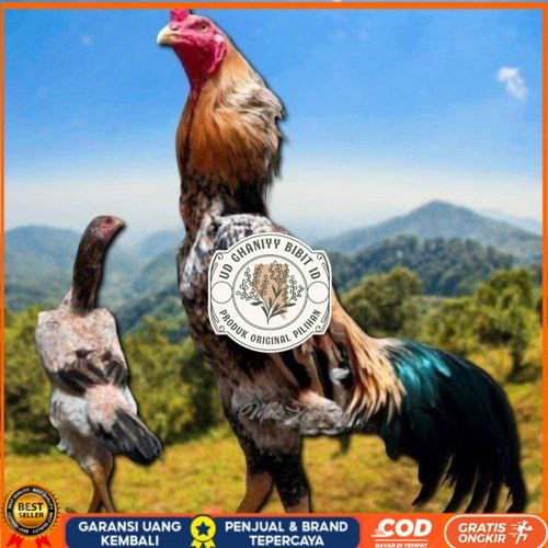 

telur tetas ayam shamo aduan UD GHANIYY BIBIT ID