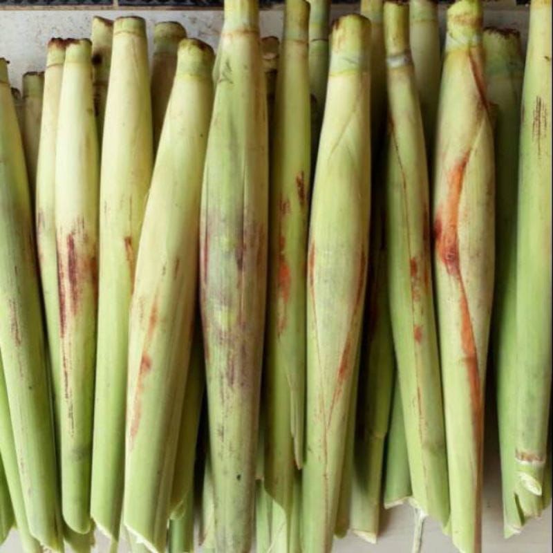 

terubuk sayur frees segar langsung dari kebun per ikat 10 biji fress