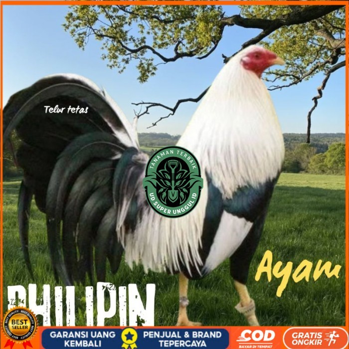 

telur ayam philipin asli AK47 bisa untuk di tetaskan super UD_SUPER_UNGGUL_ID